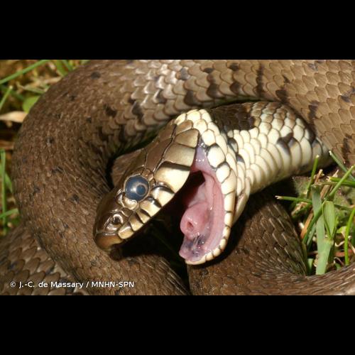 <i>Natrix helvetica helvetica</i> (Lacepède, 1789) &copy; J.-C. de Massary / MNHN-SPN