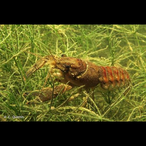 <i>Faxonius limosus</i> (Rafinesque, 1817) © C. Quintin