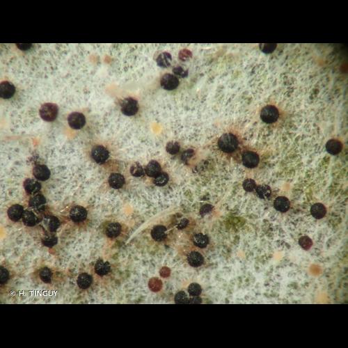 <i>Erysiphe cruciferarum</i> Opiz ex L.Junell, 1967 © H. TINGUY