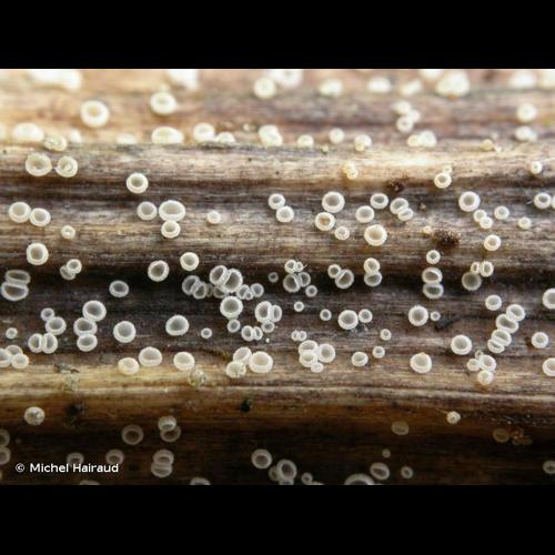 <i>Cistella grevillei</i> (Berk.) Raitv., 1978 © Michel Hairaud