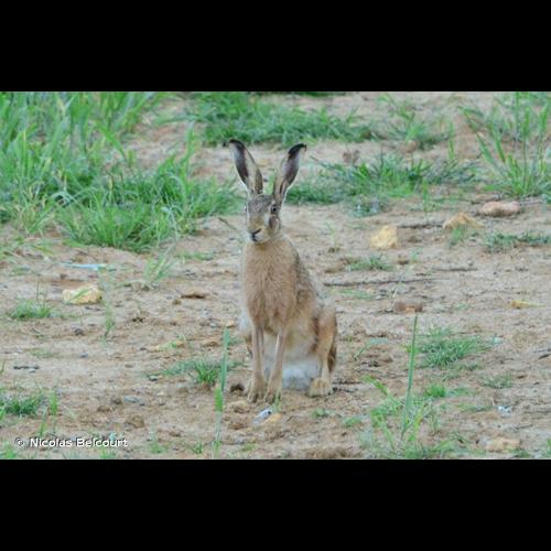 <i>Lepus europaeus</i> Pallas, 1778 © Nicolas Belcourt