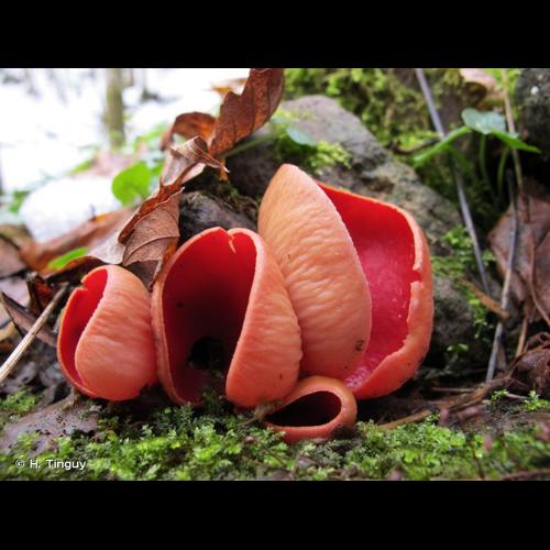 <i>Sarcoscypha coccinea </i>f.<i> lactea</i> (Massee) Chevtzoff, 2000 © H. Tinguy