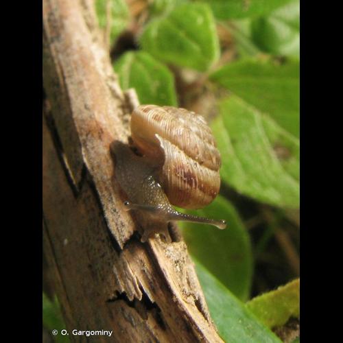 <i>Xeroplexa intersecta</i> (Poiret, 1801) © O. Gargominy