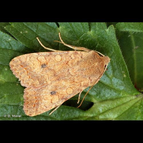 <i>Sunira circellaris</i> (Hufnagel, 1766) &copy; D. Morel