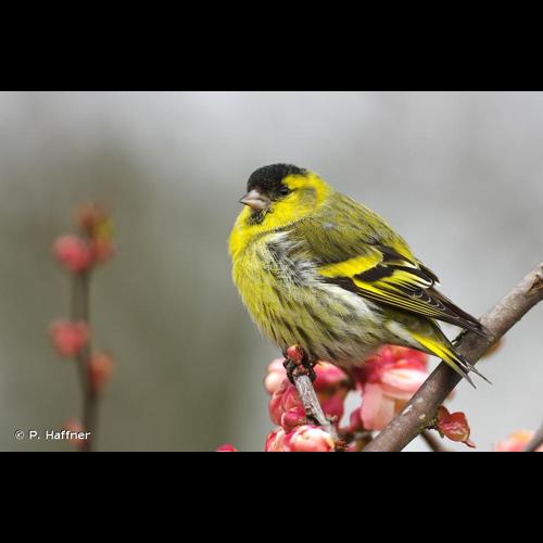 <i>Spinus spinus</i> (Linnaeus, 1758) © P. Haffner