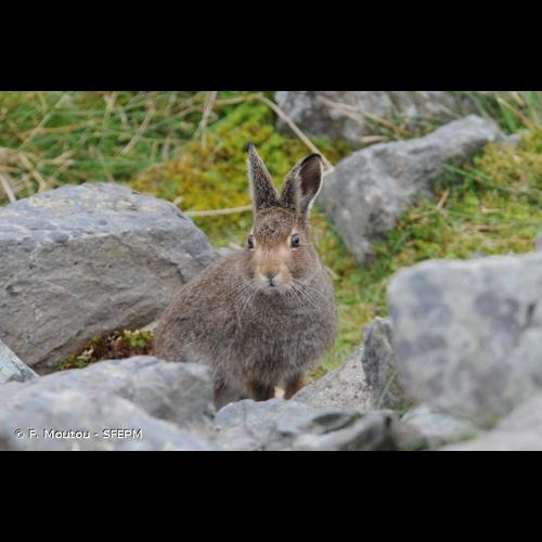 <i>Lepus timidus</i> Linnaeus, 1758 © F. Moutou - SFEPM