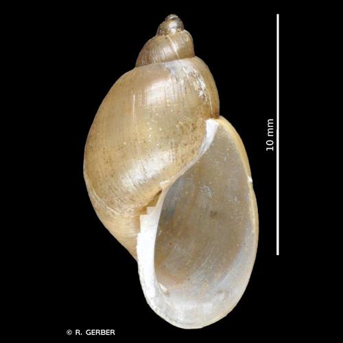 <i>Peregriana labiata</i> (Rossmässler, 1835) &copy; R. GERBER