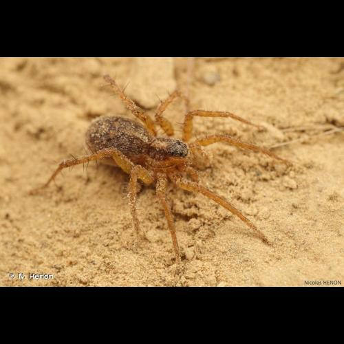 <i>Pardosa tenuipes</i> L. Koch, 1882 © N. Henon