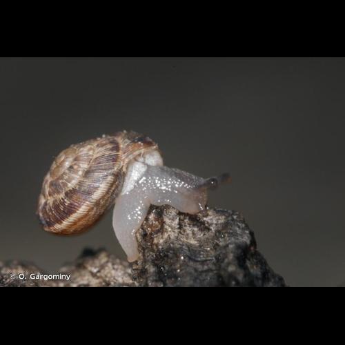 <i>Backeljaia gigaxii</i> (L. Pfeiffer, 1847) &copy; O. Gargominy