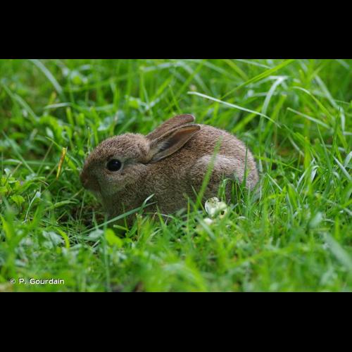 <i>Oryctolagus cuniculus</i> (Linnaeus, 1758) &copy; P. Gourdain