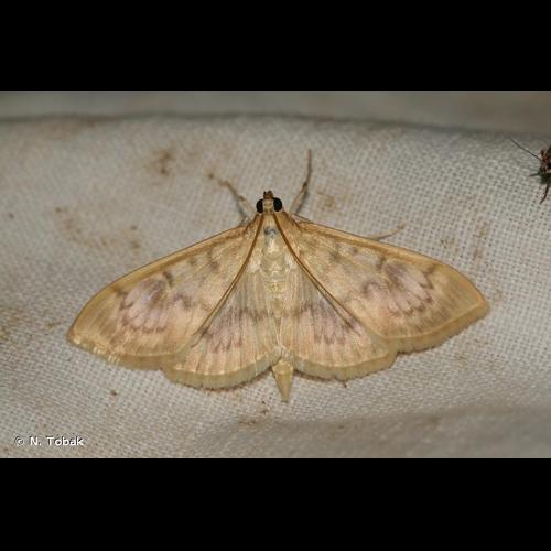 <i>Patania ruralis</i> (Scopoli, 1763) © N. Tobak
