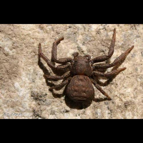 <i>Bassaniodes robustus</i> (Hahn, 1832) © S. Déjean