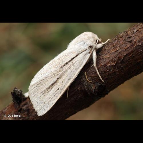 <i>Acronicta albovenosa</i> (Goeze, 1781) &copy; D. Morel