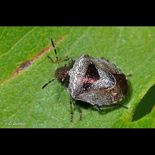 <i>Stagonomus venustissimus</i> (Schrank, 1776) © C. Quintin