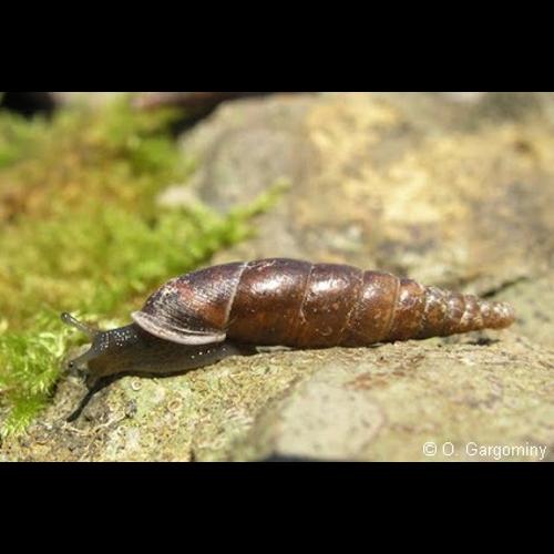 <i>Cochlodina laminata laminata</i> (Montagu, 1803) © O. Gargominy