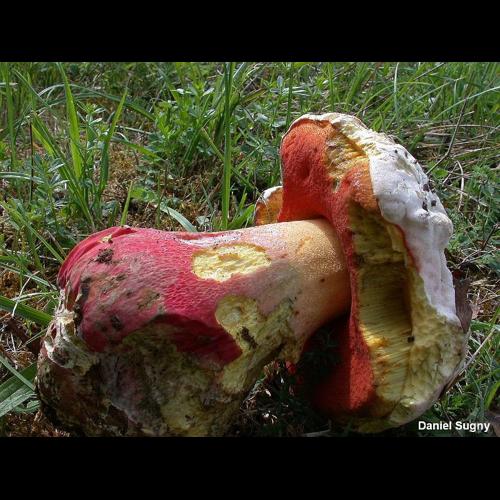 <i>Rubroboletus satanas</i> (Lenz) Kuan Zhao & Zhu L.Yang, 2014 © D. Sugny