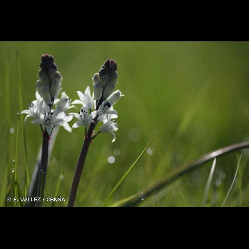 <i>Bellevalia romana</i> (L.) Sweet, 1826 © E. VALLEZ / CBNSA