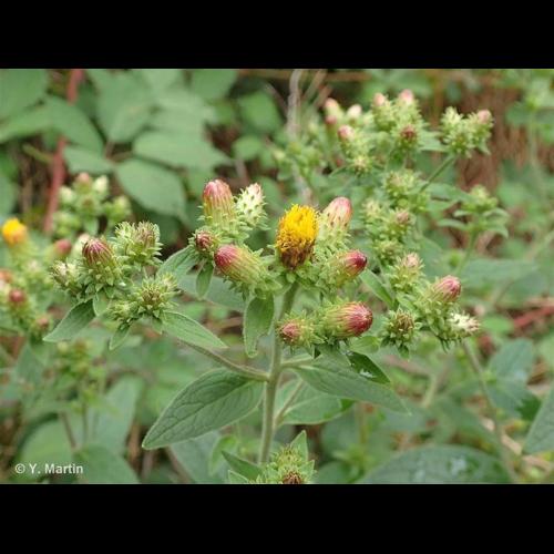 <i>Inula conyzae</i> (Greiss.) DC., 1836 &copy; NULL