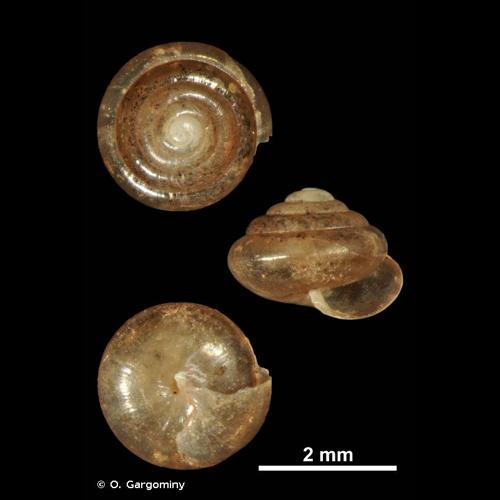 <i>Euconulus fulvus fulvus</i> (O.F. Müller, 1774) © O. Gargominy