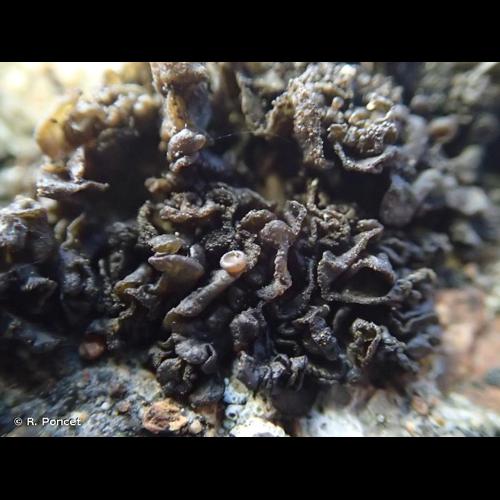 <i>Lathagrium auriforme</i> (With.) Otálora, P.M.Jørg. & Wedin, 2013 &copy; R. Poncet