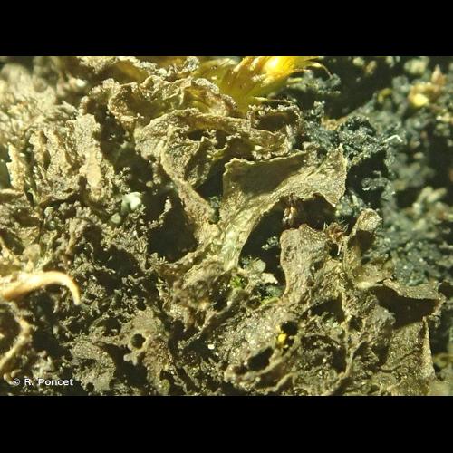 <i>Scytinium lichenoides</i> (L.) Otálora, P.M.Jørg. & Wedin, 2013 &copy; R. Poncet