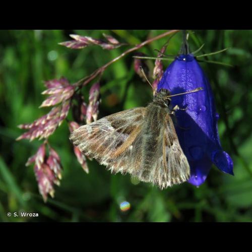 <i>Muschampia floccifera</i> (Zeller, 1847) © S. Wroza