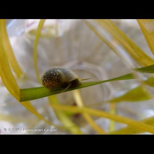<i>Physella acuta</i> (Draparnaud, 1805) &copy; V. Prié - Association Caracol