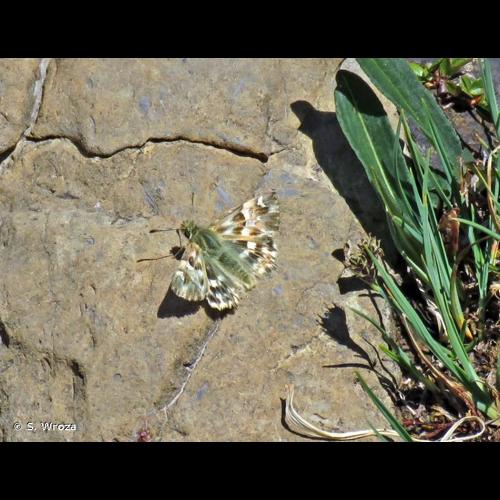 <i>Muschampia lavatherae</i> (Esper, 1783) © S. Wroza