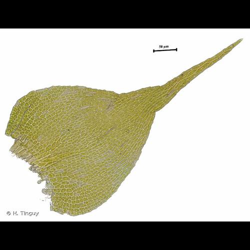 <i>Campylophyllopsis calcarea</i> (Crundw. & Nyholm) Ochyra, 2010 © H. Tinguy