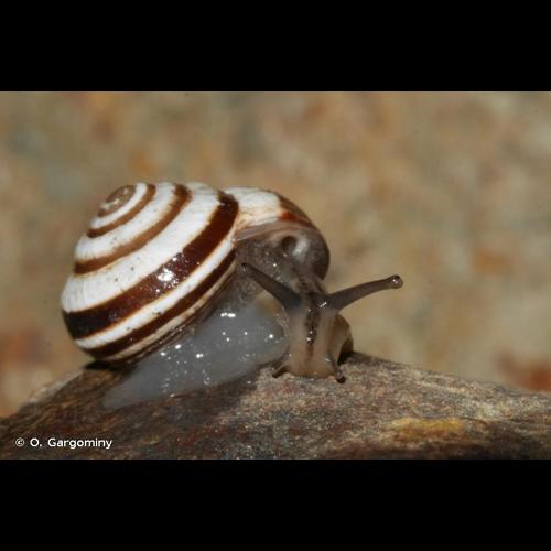 <i>Cernuella virgata</i> (da Costa, 1778) © O. Gargominy