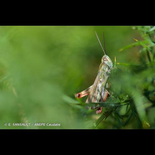 <i>Gomphocerippus armoricanus</i> Defaut, 2015 © E. SANSAULT - ANEPE Caudalis