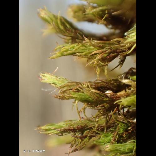 <i>Pulvigera lyellii</i> (Hook. & Taylor) Plášek, Sawicki & Ochyra, 2015 © H. TINGUY