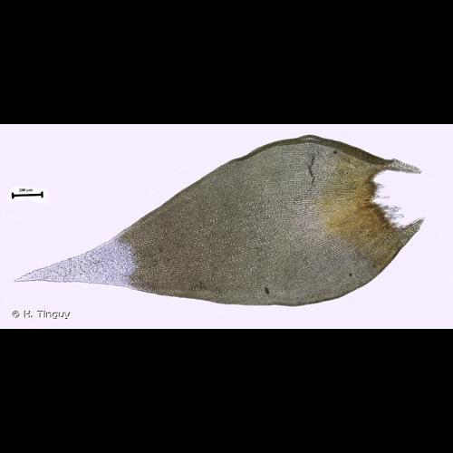 <i>Hedwigia emodica</i> Hampe ex Müll.Hal., 1878 © H. Tinguy