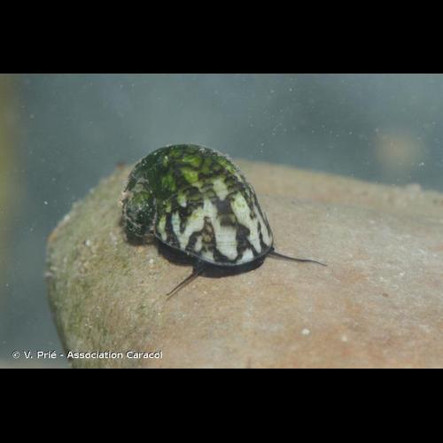 <i>Theodoxus fluviatilis</i> (Linnaeus, 1758) © V. Prié - Association Caracol
