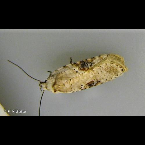 <i>Agonopterix alstroemeriana</i> (Clerck, 1759) © F. Michalke