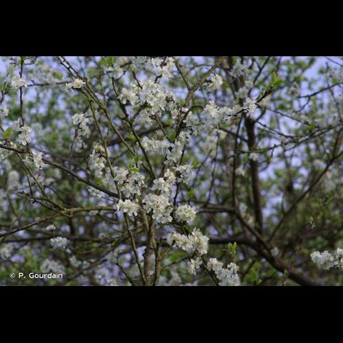 <i>Prunus domestica </i>var.<i> insititia</i> (L.) Fiori & Paol., 1898 &copy; P. Gourdain
