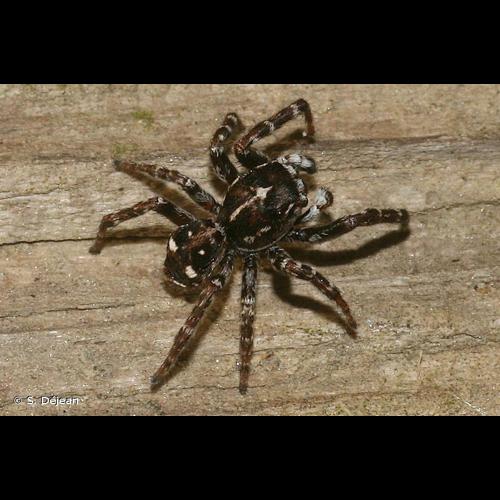 <i>Attulus floricola</i> (C.L. Koch, 1837) © S. Déjean