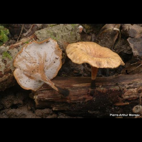 <i>Cerioporus leptocephalus</i> (Jacq.) Zmitr., 2016 &copy; PA. Moreau