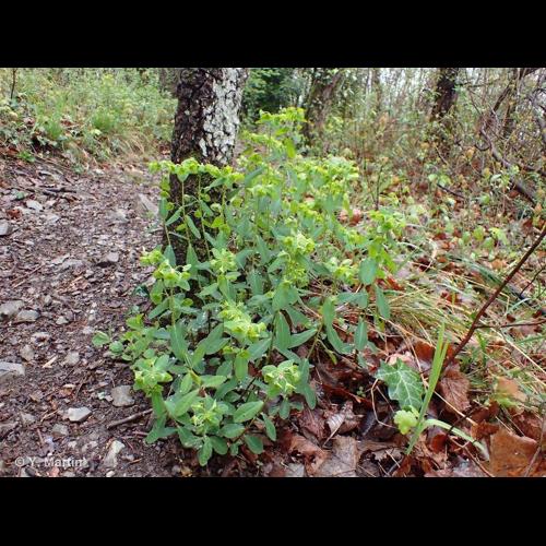 <i>Euphorbia dulcis </i>subsp.<i> purpurata</i> (Thuill.) Murr, 1923 © NULL