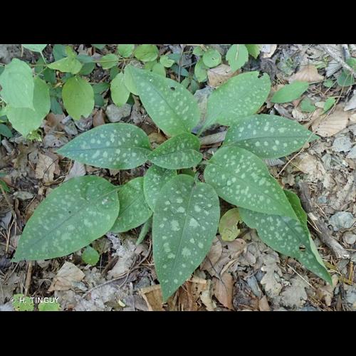 <i>Pulmonaria hirta</i> L., 1763 © H. TINGUY