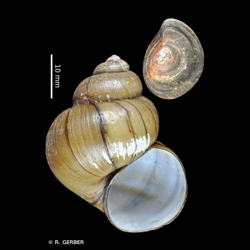 <i>Viviparus contectus</i> (Millet, 1813) © R. GERBER