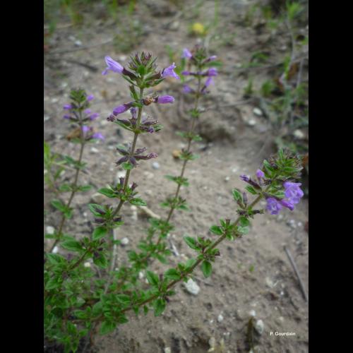 <i>Ziziphora acinos</i> (L.) Melnikov, 2016 © P. Gourdain