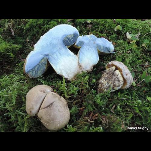 <i>Caloboletus radicans</i> (Pers.) Vizzini, 2014 © D. Sugny