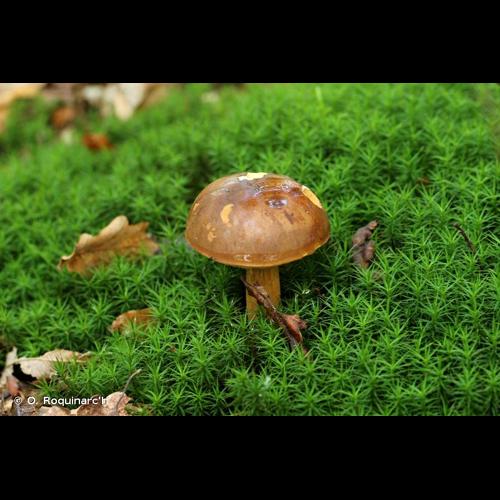 <i>Imleria badia</i> (Fr.) Vizzini, 2014 © O. Roquinarc'h