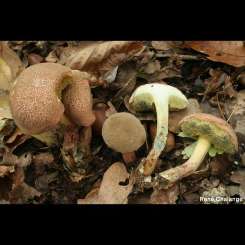 <i>Xerocomellus cisalpinus</i> (Simonini, H.Ladurner & Peintner) Klofac, 2011 © R. Chalange