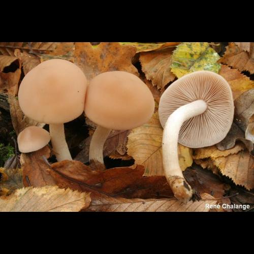 <i>Homophron spadiceum</i> (P.Kumm.) Örstadius & E.Larss., 2015 © R. Chalange