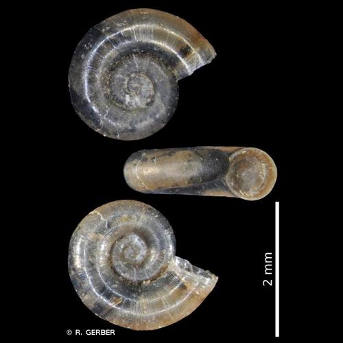 <i>Valvata cristata</i> O.F. Müller, 1774 © R. GERBER