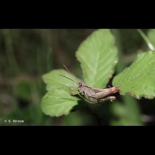 <i>Gomphocerippus vagans vagans</i> (Eversmann, 1848) &copy; S. Wroza
