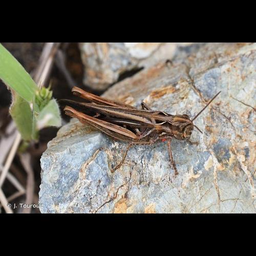 <i>Gomphocerippus brunneus</i> (Thunberg, 1815) © J. Touroult