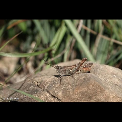 <i>Gomphocerippus biguttulus biguttulus</i> (Linnaeus, 1758) © S. Wroza